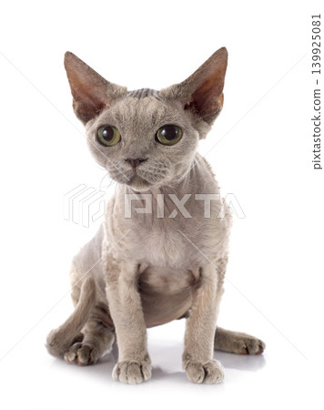 devon rex 139925081