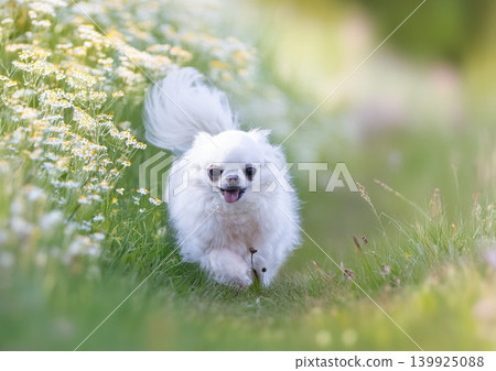 chihuahua in nature chihuahua in nature 139925088