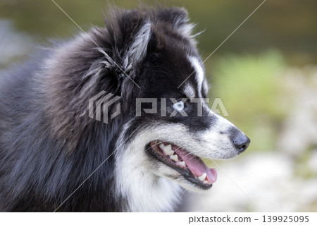 Pomsky in nature Pomsky in nature 139925095