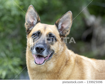 belgian shepherd in nature belgian shepherd in nature 139925096