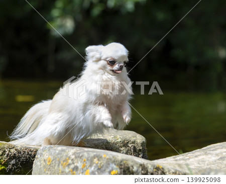 chihuahua in nature chihuahua in nature 139925098