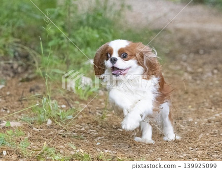 cavalier king charles cavalier king charles 139925099