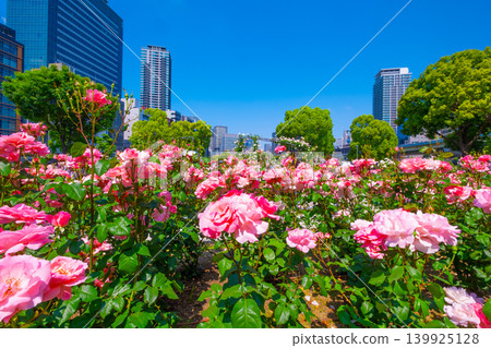 Rose Garden at Nakanoshima Park, Osaka 139925128