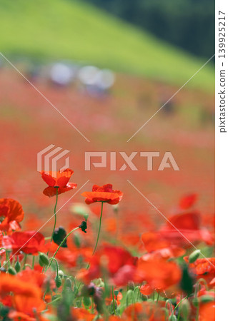 Bright red poppies in the sky 139925217