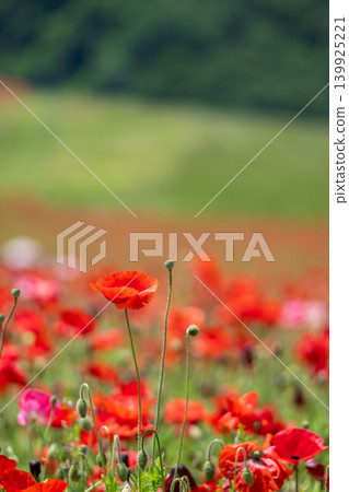 Bright red poppies in the sky Bright red poppies in the sky 139925221