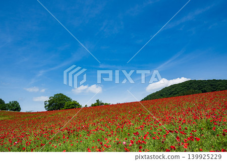 Blue sky and poppies in the sky 139925229