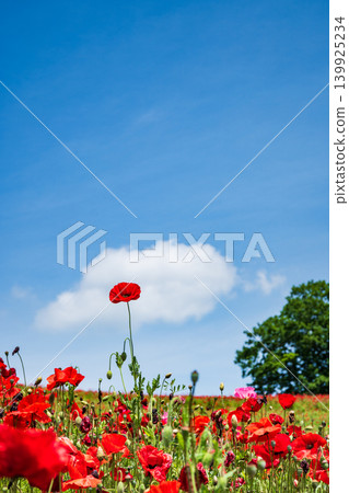 Red poppy and blue sky 139925234