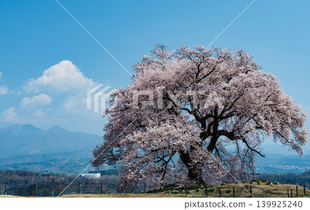 Cherry blossoms at Mizuka Cherry blossoms at Mizuka 139925240