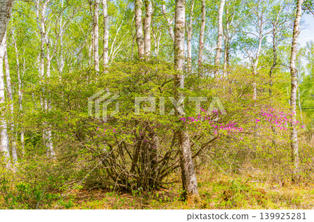 (Nagano Prefecture) Yachiho Plateau - The Lady of the Plateau (Rhododendron tomentosum) (Nagano Prefecture) Yachiho Plateau - The Lady of the Plateau (Rhododendron tomentosum) 139925281