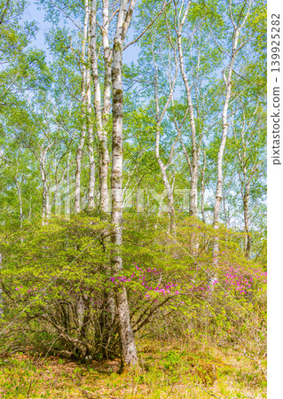 (Nagano Prefecture) Yachiho Plateau - The Lady of the Plateau (Rhododendron tomentosum) (Nagano Prefecture) Yachiho Plateau - The Lady of the Plateau (Rhododendron tomentosum) 139925282