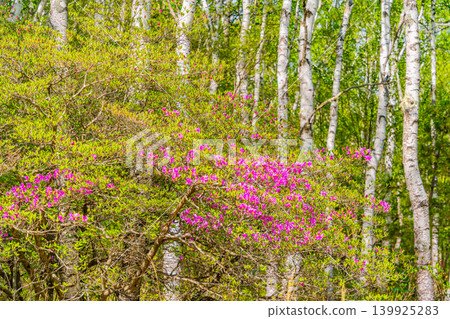 (Nagano Prefecture) Yachiho Plateau - The Lady of the Plateau (Rhododendron tomentosum) 139925283
