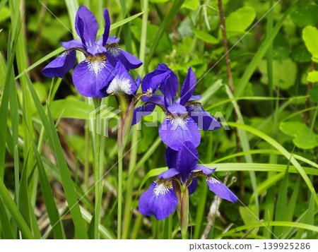Irises blooming in the mountain grassland 139925286