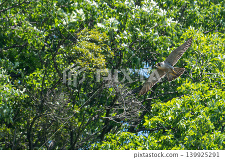 Falcon 139925291