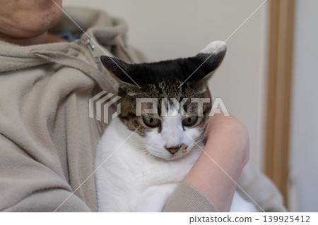 Kijitora cat hugging a cat Kijitora cat hugging a cat 139925412