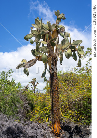 Cactus on Santa Cruz Island, Galapagos, Ecuador, amid volcanic landscape 139925466