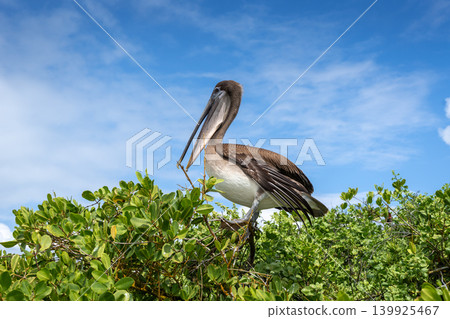 Brown Pelican perched in lush greenery of Isabela Island 139925467