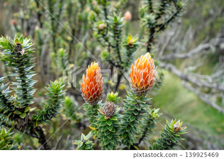 Vibrant flower in the Andes mountains of Ecuador Vibrant flower in the Andes mountains of Ecuador 139925469