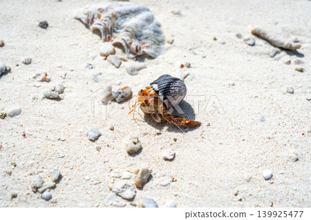 Hermit crab on a white sand beach in Maupiti, French Polynesia 139925477