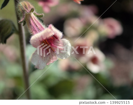 五月盛開的粉紅色地黃花 五月盛開的粉紅色地黃花 139925515
