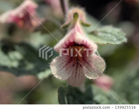 五月盛開的粉紅色地黃花 五月盛開的粉紅色地黃花 139925516