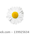 Single white chamomile flower isolated on white background 139925634