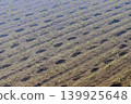 Rice paddies with footprints from recently planted rice. 139925648
