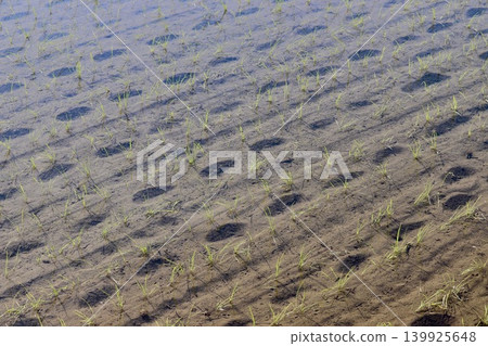 Rice paddies with footprints from recently planted rice. 139925648