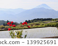 Nakano's terraced rice fields, red poppies, and Mount Fuji 139925691