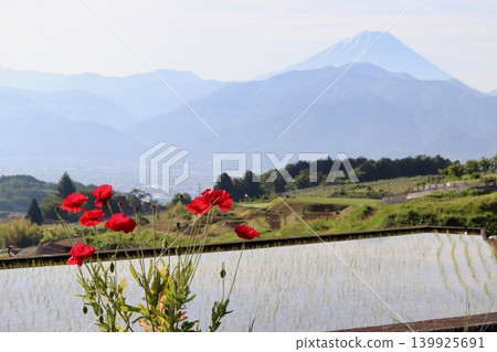 Nakano's terraced rice fields, red poppies, and Mount Fuji 139925691