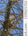 A cat climbing a tree and keeping a watchful eye - 1 139925702