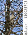 Cat climbing a tree and keeping a watchful eye - 2 139925705