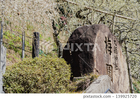 A view of the plum grove on the hillside behind Himenomiya Shrine in Inuyama City. A view of the plum grove on the hillside behind Himenomiya Shrine in Inuyama City. 139925720