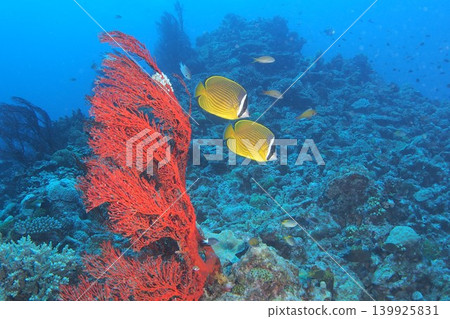 A pair of butterflyfish fluttering around a sea fan (underwater photograph) A pair of butterflyfish fluttering around a sea fan (underwater photograph) 139925831
