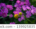 神宮玫瑰園的玫瑰 139925835