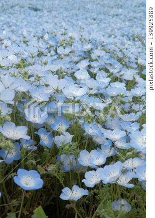 一片茂盛的粉蝶花田 一片茂盛的粉蝶花田 139925889