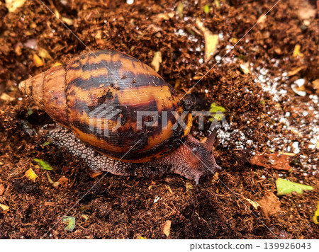 Top View Of Giant Land Snail Top View Of Giant Land Snail 139926043