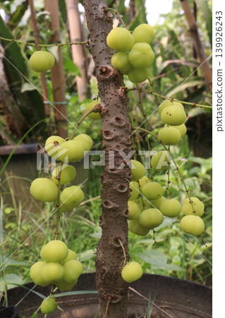 Phyllanthus acidus on tree in farm Phyllanthus acidus on tree in farm 139926243