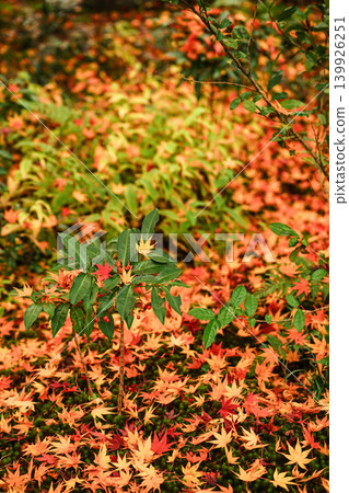Autumn in Japan Autumn in Japan 139926251