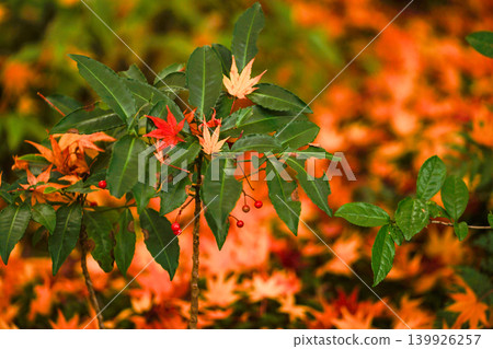 Autumn in Japan Autumn in Japan 139926257