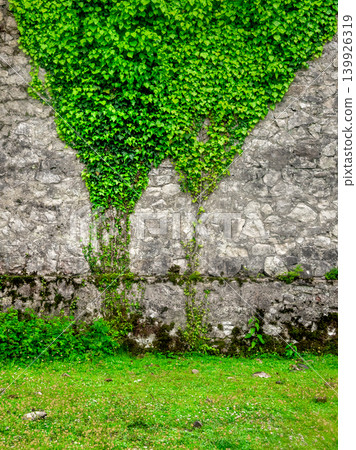 Stone wall covered in lush green ivy, vertical view. Stone wall covered in lush green ivy, vertical view. 139926319