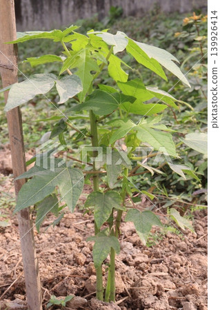 papaya tree closeup on farm papaya tree closeup on farm 139926414