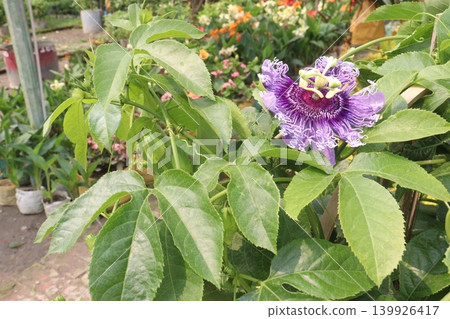 Passion fruit plant on farm for sell Passion fruit plant on farm for sell 139926417