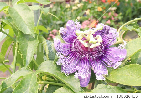 Passion fruit plant on farm for sell Passion fruit plant on farm for sell 139926419