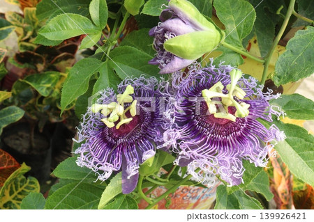 Passion fruit plant on farm for sell 139926421