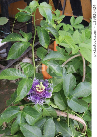 Passion fruit plant on farm for sell Passion fruit plant on farm for sell 139926424