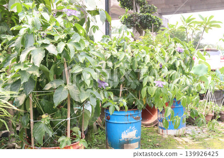 Passion fruit plant on farm for sell Passion fruit plant on farm for sell 139926425