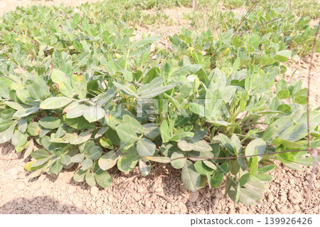 peanut tree closeup on farm peanut tree closeup on farm 139926426
