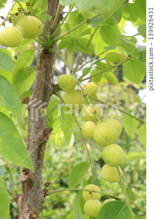 Phyllanthus acidus on tree in farm Phyllanthus acidus on tree in farm 139926431