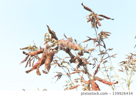 Ripe Pigeon peas on plant in farm Ripe Pigeon peas on plant in farm 139926434