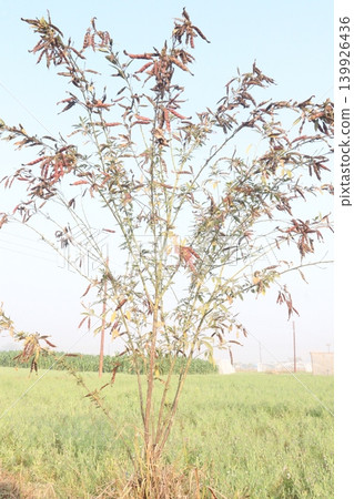 Ripe Pigeon peas on plant in farm Ripe Pigeon peas on plant in farm 139926436